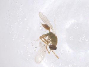  ( - CBG-B16426-F07)  @11 [ ] CreativeCommons - Attribution Share - Alike (2025) Centre for Biodiversity Genomics Centre for Biodiversity Genomics