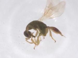  ( - CBG-B16430-D12)  @11 [ ] CreativeCommons - Attribution Share - Alike (2025) Centre for Biodiversity Genomics Centre for Biodiversity Genomics