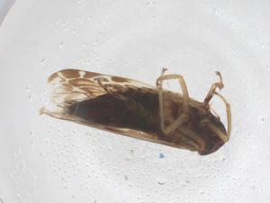  (Takagiella tezuyae - CBG-B16431-B12)  @11 [ ] CreativeCommons - Attribution Share - Alike (2025) Centre for Biodiversity Genomics Centre for Biodiversity Genomics