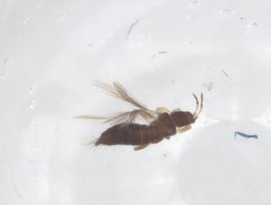  ( - CBG-B16431-E09)  @11 [ ] CreativeCommons - Attribution Share - Alike (2025) Centre for Biodiversity Genomics Centre for Biodiversity Genomics