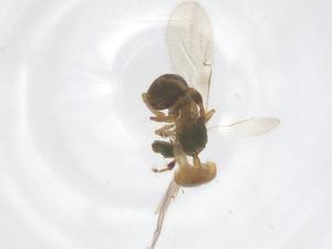  ( - CBG-B16486-E12)  @11 [ ] CreativeCommons - Attribution Share - Alike (2025) Centre for Biodiversity Genomics Centre for Biodiversity Genomics