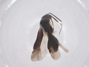  ( - CBG-B16487-D02)  @11 [ ] CreativeCommons - Attribution Share - Alike (2025) Centre for Biodiversity Genomics Centre for Biodiversity Genomics