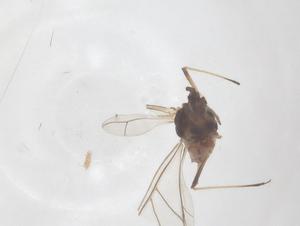  ( - CBG-B16488-A03)  @11 [ ] CreativeCommons - Attribution Share - Alike (2025) Centre for Biodiversity Genomics Centre for Biodiversity Genomics