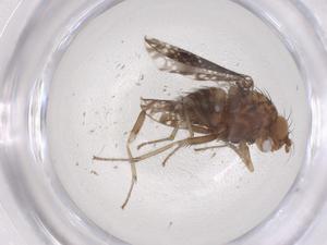  ( - CBG-B16583-F09)  @11 [ ] CreativeCommons - Attribution Share - Alike (2025) Centre for Biodiversity Genomics Centre for Biodiversity Genomics