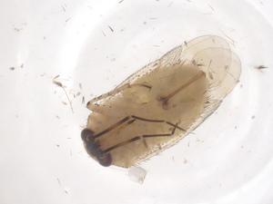  ( - CBG-B16583-H08)  @11 [ ] CreativeCommons - Attribution Share - Alike (2025) Centre for Biodiversity Genomics Centre for Biodiversity Genomics