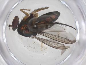  (Dolichopus howjingleei - CBG-B16585-B10)  @11 [ ] CreativeCommons - Attribution Share - Alike (2025) Centre for Biodiversity Genomics Centre for Biodiversity Genomics