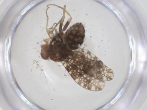  ( - CBG-B16585-C04)  @11 [ ] CreativeCommons - Attribution Share - Alike (2025) Centre for Biodiversity Genomics Centre for Biodiversity Genomics