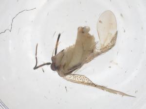  ( - CBG-B16585-F12)  @11 [ ] CreativeCommons - Attribution Share - Alike (2025) Centre for Biodiversity Genomics Centre for Biodiversity Genomics