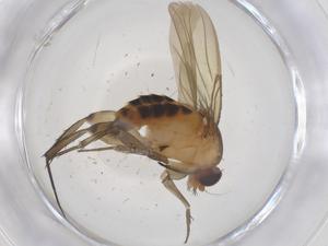  ( - CBG-B16587-D07)  @11 [ ] CreativeCommons - Attribution Share - Alike (2025) Centre for Biodiversity Genomics Centre for Biodiversity Genomics