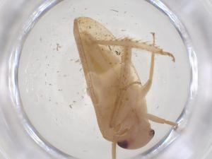  (Batracomorphus matsumurai - CBG-B16587-F05)  @11 [ ] CreativeCommons - Attribution Share - Alike (2025) Centre for Biodiversity Genomics Centre for Biodiversity Genomics