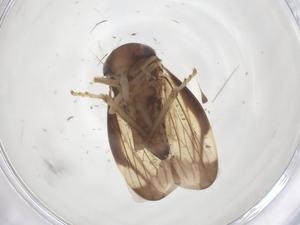  ( - CBG-B16587-H04)  @11 [ ] CreativeCommons - Attribution Share - Alike (2025) Centre for Biodiversity Genomics Centre for Biodiversity Genomics