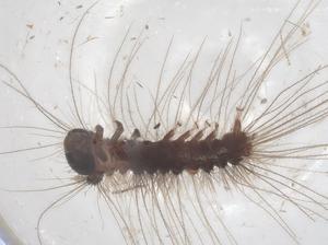  ( - CBG-B16590-F06)  @11 [ ] CreativeCommons - Attribution Share - Alike (2025) Centre for Biodiversity Genomics Centre for Biodiversity Genomics