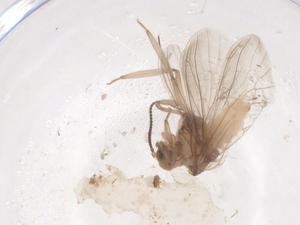  (Semidalis anchoroides - CBG-B16646-F02)  @11 [ ] CreativeCommons - Attribution Share - Alike (2025) Centre for Biodiversity Genomics Centre for Biodiversity Genomics