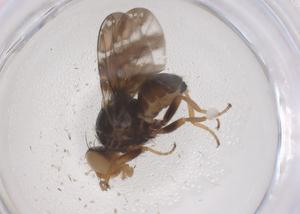  ( - CBG-B16648-D07)  @11 [ ] CreativeCommons - Attribution Share - Alike (2025) Centre for Biodiversity Genomics Centre for Biodiversity Genomics