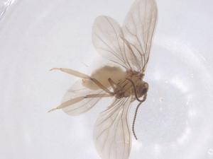  ( - CBG-B16668-G03)  @11 [ ] CreativeCommons - Attribution Share - Alike (2025) Centre for Biodiversity Genomics Centre for Biodiversity Genomics