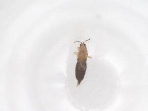  ( - CBG-B17528-D05)  @11 [ ] CreativeCommons - Attribution Share - Alike (2025) Centre for Biodiversity Genomics Centre for Biodiversity Genomics