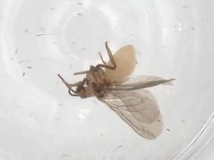  ( - CBG-B17557-A07)  @11 [ ] CreativeCommons - Attribution Share - Alike (2025) Centre for Biodiversity Genomics Centre for Biodiversity Genomics