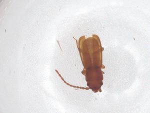  ( - CBG-B17557-E03)  @11 [ ] CreativeCommons - Attribution Share - Alike (2025) Centre for Biodiversity Genomics Centre for Biodiversity Genomics