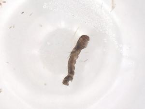  ( - CBG-B17560-B03)  @11 [ ] CreativeCommons - Attribution Share - Alike (2025) Centre for Biodiversity Genomics Centre for Biodiversity Genomics