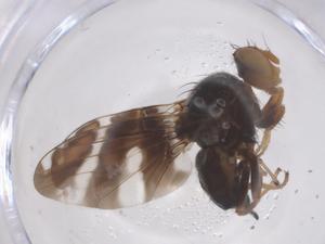  ( - CBG-B17628-B07)  @11 [ ] CreativeCommons - Attribution Share - Alike (2025) Centre for Biodiversity Genomics Centre for Biodiversity Genomics