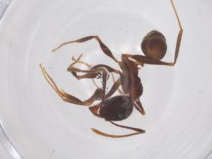  ( - CBG-B17636-A07)  @11 [ ] CreativeCommons - Attribution Share - Alike (2025) Centre for Biodiversity Genomics Centre for Biodiversity Genomics