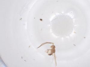  ( - CBG-B17646-C07)  @11 [ ] CreativeCommons - Attribution Share - Alike (2025) Centre for Biodiversity Genomics Centre for Biodiversity Genomics