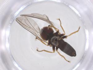  ( - CBG-B18303-B04)  @11 [ ] CreativeCommons - Attribution Share - Alike (2025) Centre for Biodiversity Genomics Centre for Biodiversity Genomics