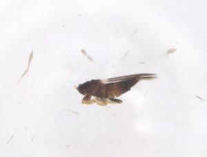  ( - CBG-B18313-A01)  @11 [ ] CreativeCommons - Attribution Share - Alike (2025) Centre for Biodiversity Genomics Centre for Biodiversity Genomics