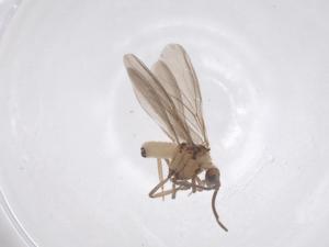  ( - CBG-B18331-B12)  @11 [ ] CreativeCommons - Attribution Share - Alike (2025) Centre for Biodiversity Genomics Centre for Biodiversity Genomics