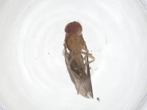  ( - CBG-B18342-A12)  @11 [ ] CreativeCommons - Attribution Share - Alike (2025) Centre for Biodiversity Genomics Centre for Biodiversity Genomics