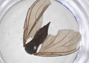  ( - CBG-B23982-H06)  @11 [ ] CreativeCommons - Attribution Share - Alike (2025) Centre for Biodiversity Genomics Centre for Biodiversity Genomics