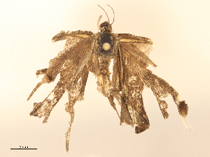  ( - CBG-B24050-E03)  @11 [ ] CreativeCommons - Attribution Share - Alike (2025) CBG Photography Group Centre for Biodiversity Genomics
