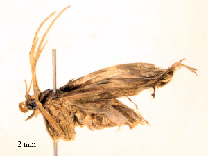  ( - CBG-B24050-F06)  @11 [ ] CreativeCommons - Attribution Share - Alike (2025) CBG Photography Group Centre for Biodiversity Genomics