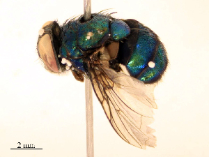  ( - CBG-B24050-G06)  @11 [ ] CreativeCommons - Attribution Share - Alike (2025) CBG Photography Group Centre for Biodiversity Genomics