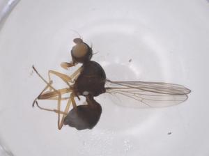  ( - CBG-B24063-D06)  @11 [ ] CreativeCommons - Attribution Share - Alike (2025) Centre for Biodiversity Genomics Centre for Biodiversity Genomics