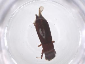  ( - CBG-B24063-F01)  @11 [ ] CreativeCommons - Attribution Share - Alike (2025) Centre for Biodiversity Genomics Centre for Biodiversity Genomics