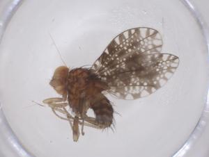  ( - CBG-B24063-F07)  @11 [ ] CreativeCommons - Attribution Share - Alike (2025) Centre for Biodiversity Genomics Centre for Biodiversity Genomics