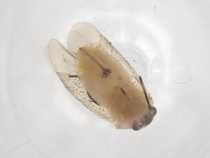  ( - CBG-B24093-C02)  @11 [ ] CreativeCommons - Attribution Share - Alike (2025) Centre for Biodiversity Genomics Centre for Biodiversity Genomics