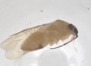  ( - CBG-B24093-C03)  @11 [ ] CreativeCommons - Attribution Share - Alike (2025) Centre for Biodiversity Genomics Centre for Biodiversity Genomics