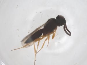  (Oxyscelio granorum - CBG-B24093-F03)  @11 [ ] CreativeCommons - Attribution Share - Alike (2025) Centre for Biodiversity Genomics Centre for Biodiversity Genomics