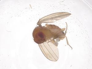  ( - CBG-B24150-C01)  @11 [ ] CreativeCommons - Attribution Share - Alike (2025) Centre for Biodiversity Genomics Centre for Biodiversity Genomics