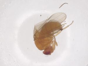  ( - CBG-B24150-C09)  @11 [ ] CreativeCommons - Attribution Share - Alike (2025) Centre for Biodiversity Genomics Centre for Biodiversity Genomics