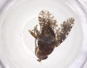  ( - CBG-B24150-H04)  @11 [ ] CreativeCommons - Attribution Share - Alike (2025) Centre for Biodiversity Genomics Centre for Biodiversity Genomics