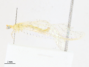  (Himalochrysa sp. 2YLBOLD - CBG-A13346-F05)  @11 [ ] CreativeCommons - Attribution Share - Alike (2023) CBG Photography Group Centre for Biodiversity Genomics