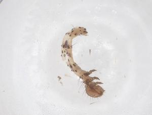  ( - CBG-B16326-G11)  @11 [ ] CreativeCommons - Attribution Share - Alike (2025) Centre for Biodiversity Genomics Centre for Biodiversity Genomics