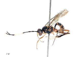  (Kemalia - CBG-B19430-B08)  @11 [ ] CreativeCommons - Attribution Share - Alike (2025) CBG Photography Group Centre for Biodiversity Genomics