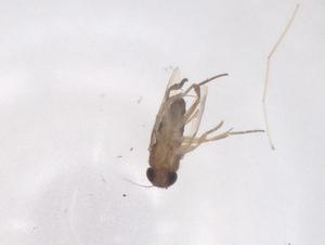  ( - CBG-B12003-C03)  @11 [ ] CreativeCommons - Attribution Share - Alike (2025) Centre for Biodiversity Genomics Centre for Biodiversity Genomics