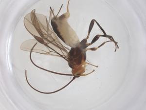  ( - CBG-B12037-A11)  @11 [ ] CreativeCommons - Attribution Share - Alike (2025) Centre for Biodiversity Genomics Centre for Biodiversity Genomics