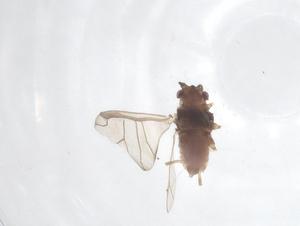  ( - CBG-B15502-D12)  @11 [ ] CreativeCommons - Attribution Share - Alike (2025) Centre for Biodiversity Genomics Centre for Biodiversity Genomics