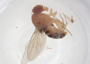  ( - CBG-B15554-A05)  @11 [ ] CreativeCommons - Attribution Share - Alike (2025) Centre for Biodiversity Genomics Centre for Biodiversity Genomics